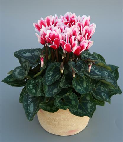 Foto de variedad de flores para ser usadas como: Maceta Cyclamen persicum mini Picola Shine Red