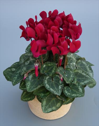 Foto de variedad de flores para ser usadas como: Maceta Cyclamen persicum mini Picola Wine Red