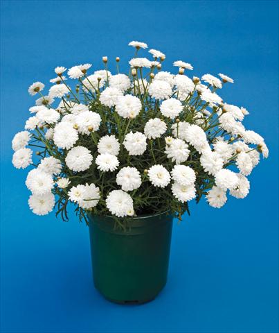 Foto de variedad de flores para ser usadas como: Maceta o Tarrina de colgar Argyranthemum Molimba Double White