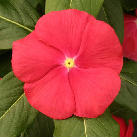 Foto de variedad de flores para ser usadas como: Maceta o Tarrina de colgar Catharanthus roseus - Vinca Vitesse Red with eye