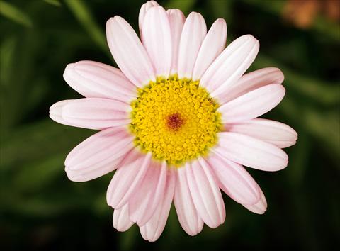 Foto de variedad de flores para ser usadas como: Maceta o Tarrina de colgar Argyranthemum Molimba Pink