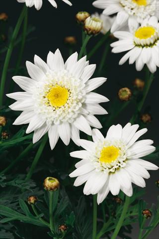 Foto de variedad de flores para ser usadas como: Maceta o Tarrina de colgar Argyranthemum Molimba Semi Double White