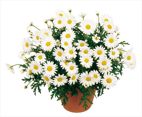 Foto de variedad de flores para ser usadas como: Maceta o Tarrina de colgar Argyranthemum Molimba White