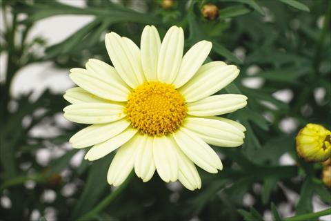 Foto de variedad de flores para ser usadas como: Maceta o Tarrina de colgar Argyranthemum Molimba XL Pastel Yellow