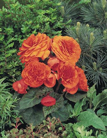 Foto de variedad de flores para ser usadas como: Maceta, planta de temporada, patio Begonia tuberhybrida NonStop® Golden Orange