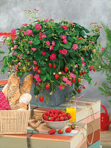 Foto de variedad de flores para ser usadas como: Maceta o Tarrina de colgar Fragaria Pisana F1