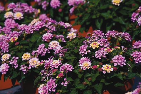 Foto de variedad de flores para ser usadas como: Maceta o Tarrina de colgar Lantana camara Bandana® Pink