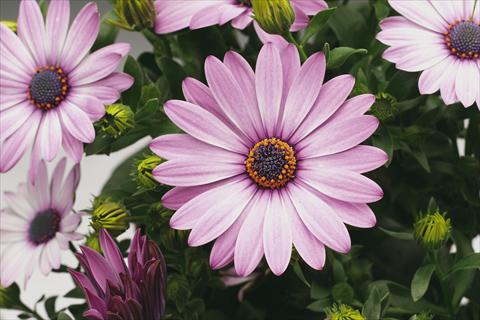 Foto de variedad de flores para ser usadas como: Maceta y planta de temporada Osteospermum Tradewinds® Light Purple Imp