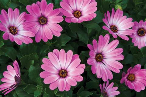 Foto de variedad de flores para ser usadas como: Maceta y planta de temporada Osteospermum Tradewinds® Pink