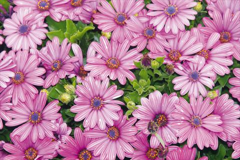 Foto de variedad de flores para ser usadas como: Maceta y planta de temporada Osteospermum Tradewinds® Purple Bicolor