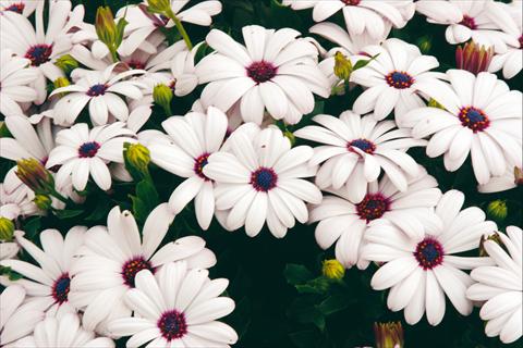 Foto de variedad de flores para ser usadas como: Maceta y planta de temporada Osteospermum Tradewinds® White