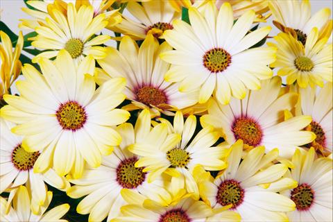Foto de variedad de flores para ser usadas como: Maceta y planta de temporada Osteospermum Tradewinds® Yellow White