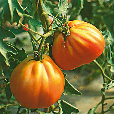 Foto de variedad de flores para ser usadas como: Maceta o Tarrina de colgar Solanum lycopersicum (pomodoro) Cuor di bue Albenga