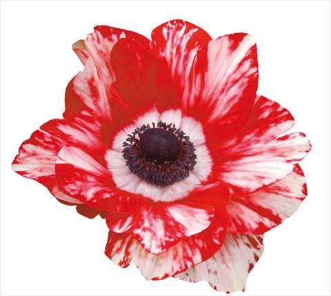 Foto de variedad de flores para ser usadas como: Maceta y planta de temporada Anemone coronaria Mistral® Bianco-Rosso