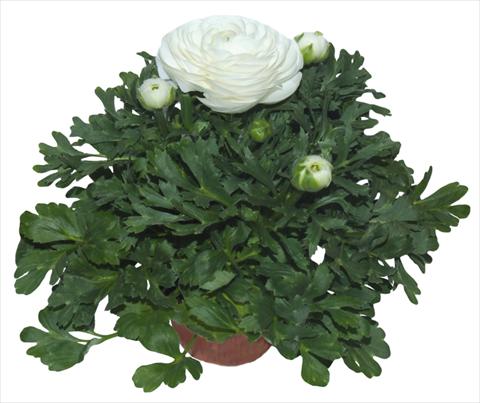 Foto de variedad de flores para ser usadas como: Maceta y planta de temporada Ranunculus asiaticus Millepetali® Bianco
