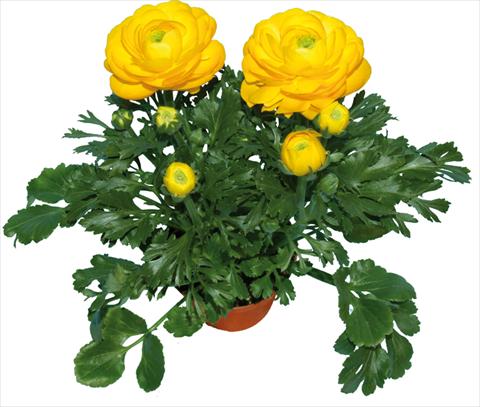 Foto de variedad de flores para ser usadas como: Maceta y planta de temporada Ranunculus asiaticus Millepetali® Giallo
