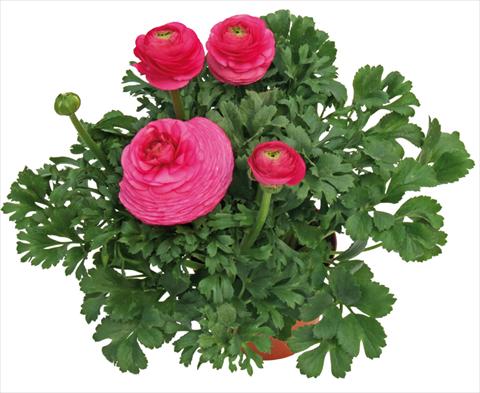 Foto de variedad de flores para ser usadas como: Maceta y planta de temporada Ranunculus asiaticus Millepetali® Rosa scuro