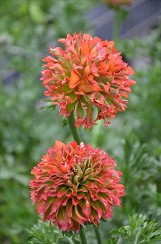 Foto de variedad de flores para ser usadas como: Maceta y planta de temporada Ranunculus asiaticus Pon-Pon® Flora