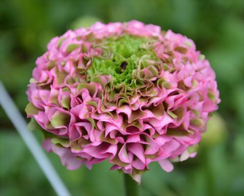 Foto de variedad de flores para ser usadas como: Maceta y planta de temporada Ranunculus asiaticus Pon-Pon® Morgana