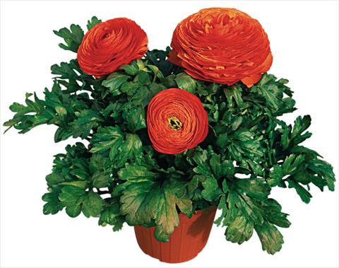 Foto de variedad de flores para ser usadas como: Maceta y planta de temporada Ranunculus asiaticus Pratolino® Arancio
