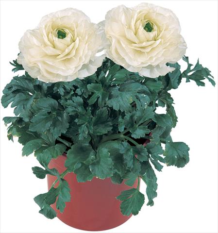 Foto de variedad de flores para ser usadas como: Maceta y planta de temporada Ranunculus asiaticus Pratolino® Bianco