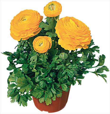 Foto de variedad de flores para ser usadas como: Maceta y planta de temporada Ranunculus asiaticus Pratolino® Giallo