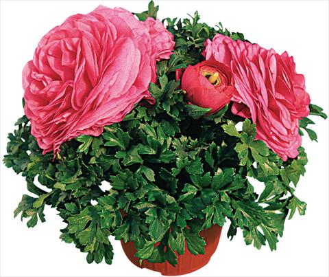 Foto de variedad de flores para ser usadas como: Maceta y planta de temporada Ranunculus asiaticus Pratolino® Rosa scuro