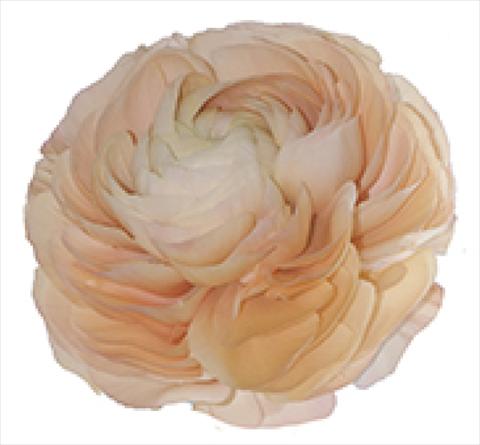 Foto de variedad de flores para ser usadas como: Maceta y planta de temporada Ranunculus asiaticus Success® Grand Pastel