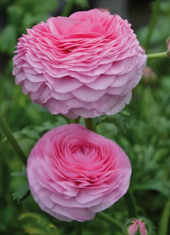 Foto de variedad de flores para ser usadas como: Maceta y planta de temporada Ranunculus asiaticus Success® Rosado
