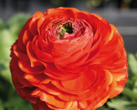 photo of flower to be used as: Pot and bedding Ranunculus asiaticus Success® Sangria
