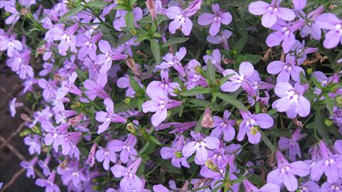 Foto de variedad de flores para ser usadas como: Maceta, planta de temporada, patio Lobelia California® Lilac