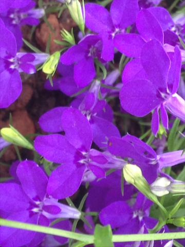 Foto de variedad de flores para ser usadas como: Maceta, planta de temporada, patio Lobelia California® Dark Blue