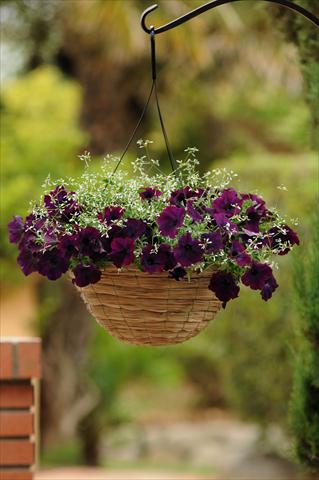 Foto de variedad de flores para ser usadas como: Maceta o Tarrina de colgar 2 Combo Fuseables® Glitz Euphorbia EW Burgundy Mix