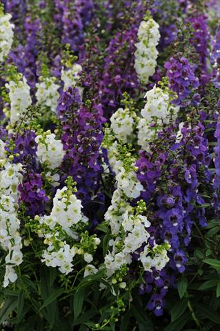 Foto de variedad de flores para ser usadas como: Maceta, planta de temporada, patio Angelonia angustifolia Serena™ Mix
