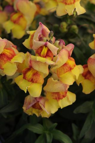 Foto de variedad de flores para ser usadas como: Maceta y planta de temporada Antirrhinum majus Snapshot Sunset
