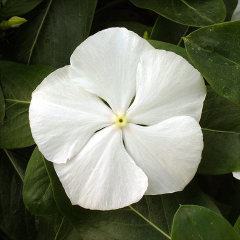 Foto de variedad de flores para ser usadas como: Planta de temporada / borde del macizo Catharanthus roseus - Vinca Vitesse White