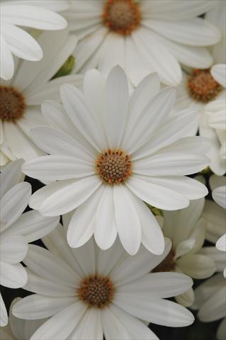 Foto de variedad de flores para ser usadas como: Maceta y planta de temporada Osteospermum ecklonis Akila Daisy White