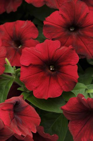 Foto de variedad de flores para ser usadas como: Maceta, planta de temporada, patio Petunia x hybrida Easy Wave Red Velour