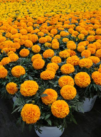 Foto de variedad de flores para ser usadas como: Maceta o cesta de trasplante Tagetes erecta Taishan