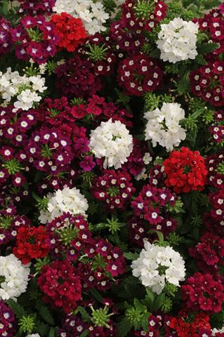 Foto de variedad de flores para ser usadas como: Maceta, patio, Tarrina de colgar Verbena Quartz XP Merlot Mix Imp