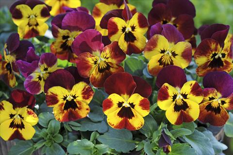 Foto de variedad de flores para ser usadas como: Maceta y planta de temporada Viola cornuta Sorbet™ Fire