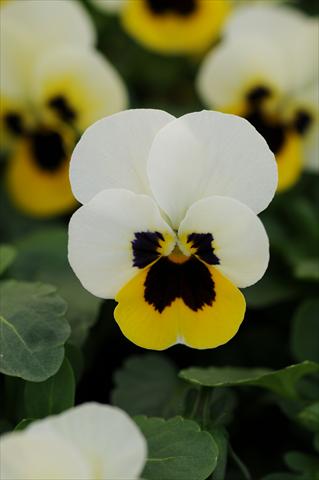 Foto de variedad de flores para ser usadas como: Maceta y planta de temporada Viola cornuta Sorbet™ XP Lemon Ice Blotch