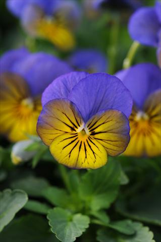 Foto de variedad de flores para ser usadas como: Maceta y planta de temporada Viola cornuta Sorbet™ XP Morpho