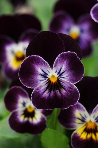 Foto de variedad de flores para ser usadas como: Maceta y planta de temporada Viola cornuta Sorbet™ Phantom