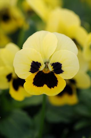 Foto de variedad de flores para ser usadas como: Maceta y planta de temporada Viola cornuta Sorbet™ XP Primrose Blotch
