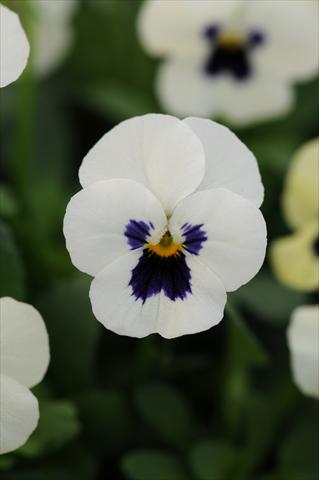 Foto de variedad de flores para ser usadas como: Maceta y planta de temporada Viola cornuta Sorbet™ XP White Blotch