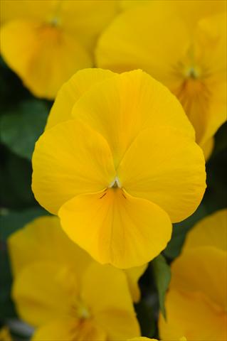 Foto de variedad de flores para ser usadas como: Maceta y planta de temporada Viola wittrockiana Cool Wave Golden Yellow