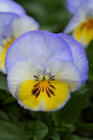 Foto de variedad de flores para ser usadas como: Maceta y planta de temporada Viola wittrockiana Cool Wave Lemon Blurberry Swirl