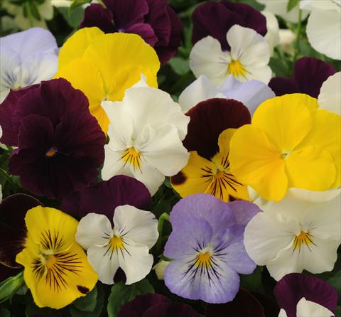Foto de variedad de flores para ser usadas como: Maceta y planta de temporada Viola wittrockiana Cool Wave Mix