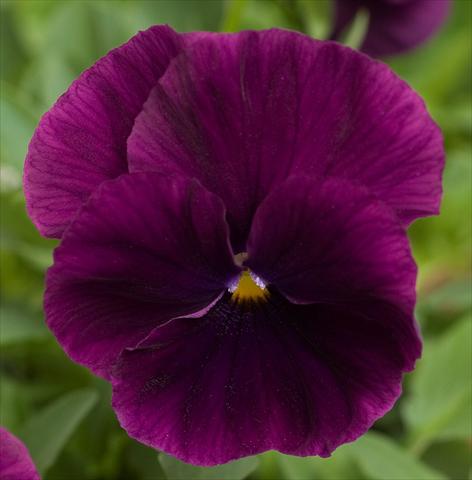 Foto de variedad de flores para ser usadas como: Maceta y planta de temporada Viola wittrockiana Cool Wave Purple Bloom